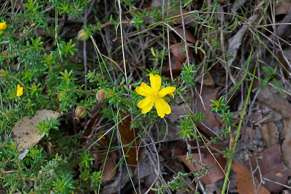 Hibbertia vestita (Hairy Guinea-flower) (alternate view 5)