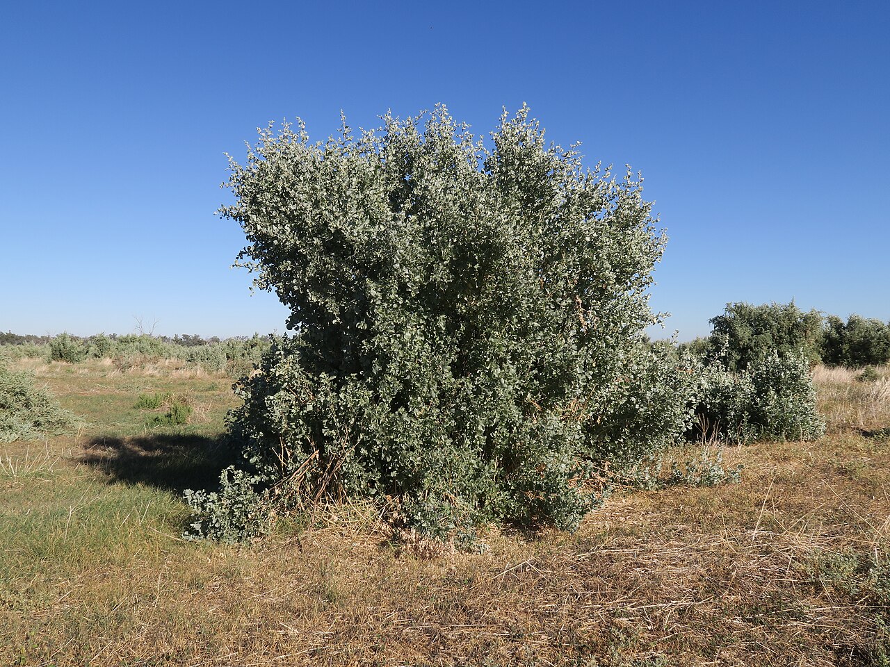 Atriplex nummularia, Old man saltbush — spreading evergreen (Amaranthaceae) (image 6 of 9)