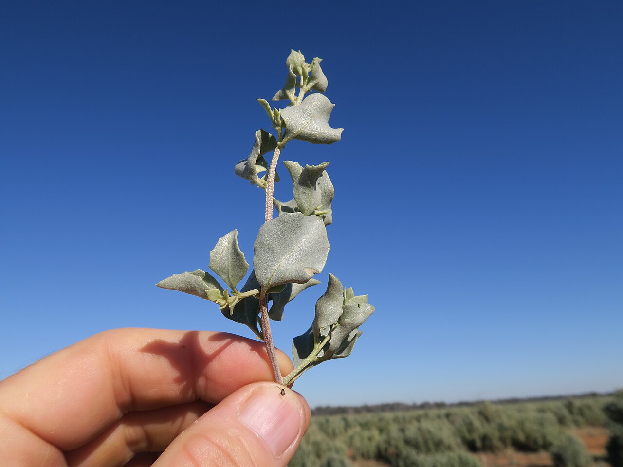 Atriplex nummularia, Old man saltbush — spreading evergreen (Amaranthaceae) (image 7 of 9)