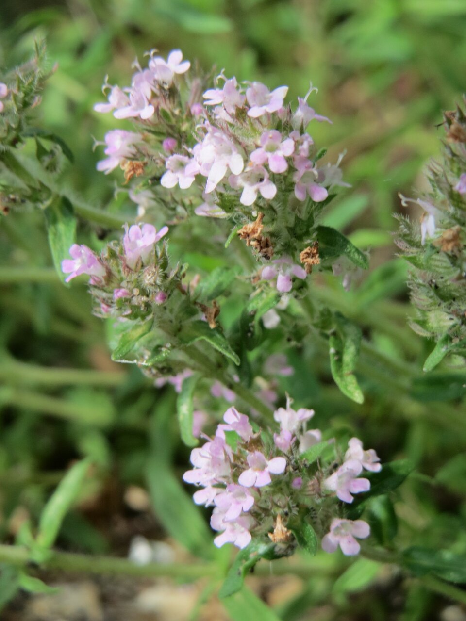 Thymus serpyllum (Wild Thyme) (alternate view 9)
