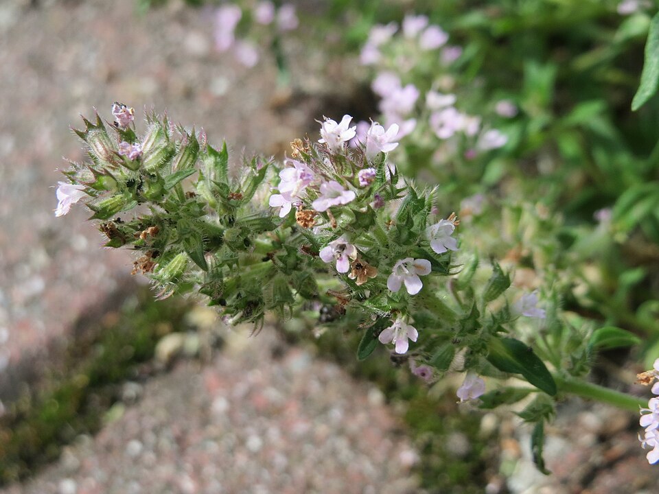 Thymus serpyllum (Wild Thyme) (alternate view 10)