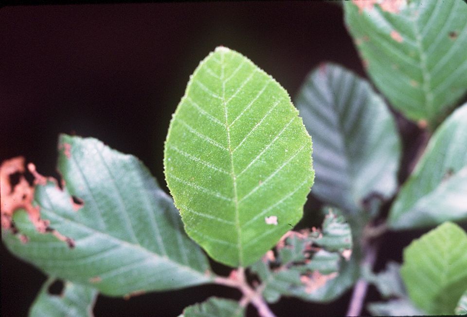 Alnus serrulata (smooth alder) (alternate view 6)