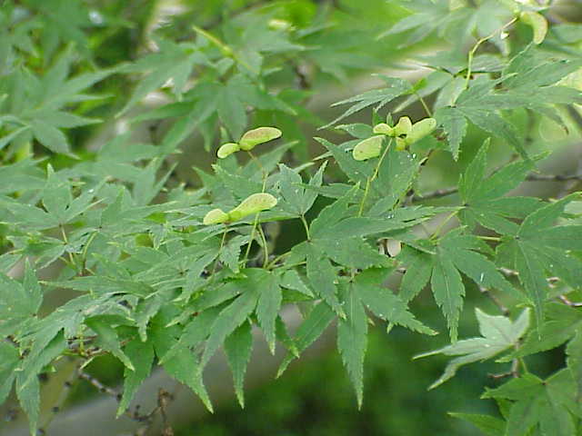 Acer palmatum (Japanese maple)