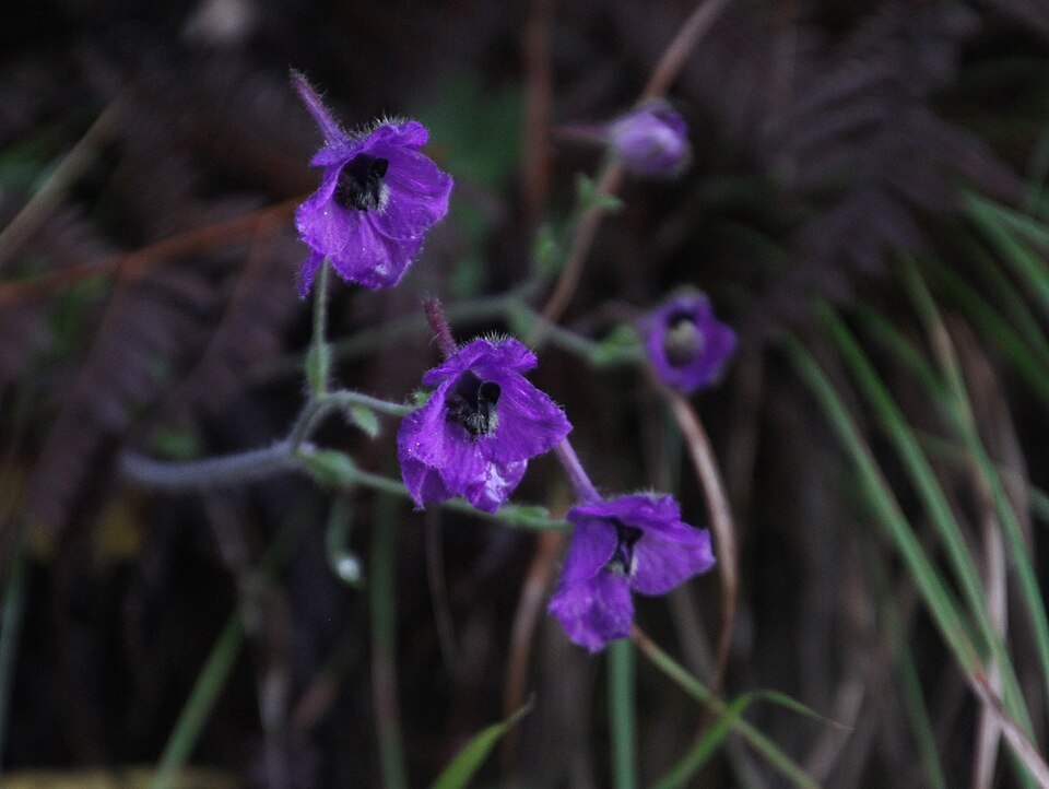 Delphinium (larkspurs) (alternate view 8)
