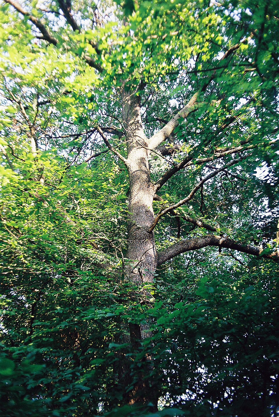 Quercus frainetto (Hungarian oak) (alternate view 6)
