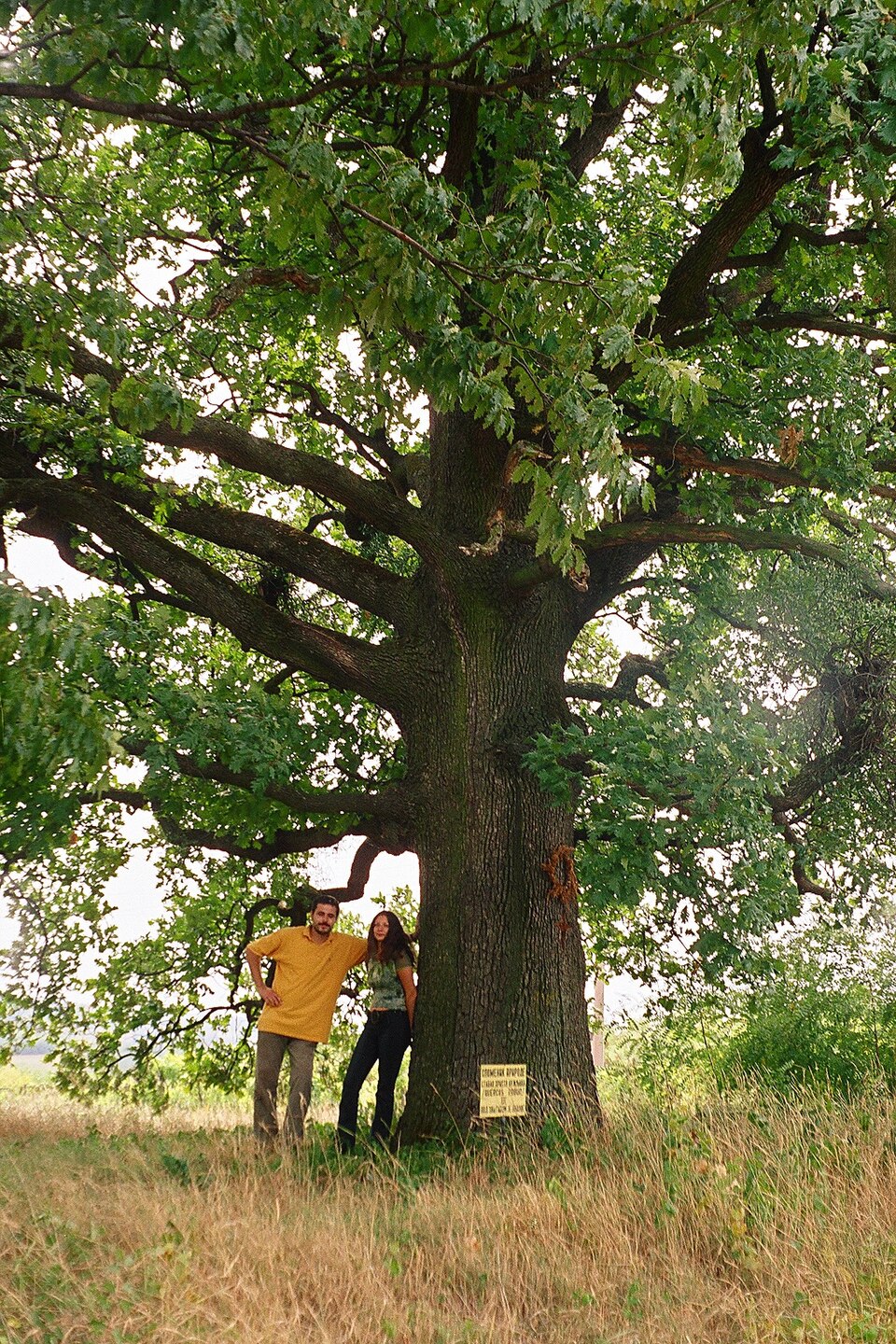 Quercus frainetto (Hungarian oak) (alternate view 7)