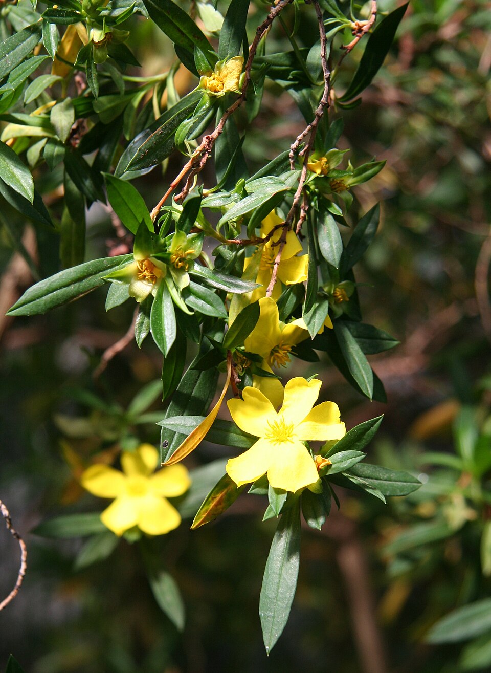 Hibbertia cuneiformis (Cutleaf Hibbertia) (alternate view 9)