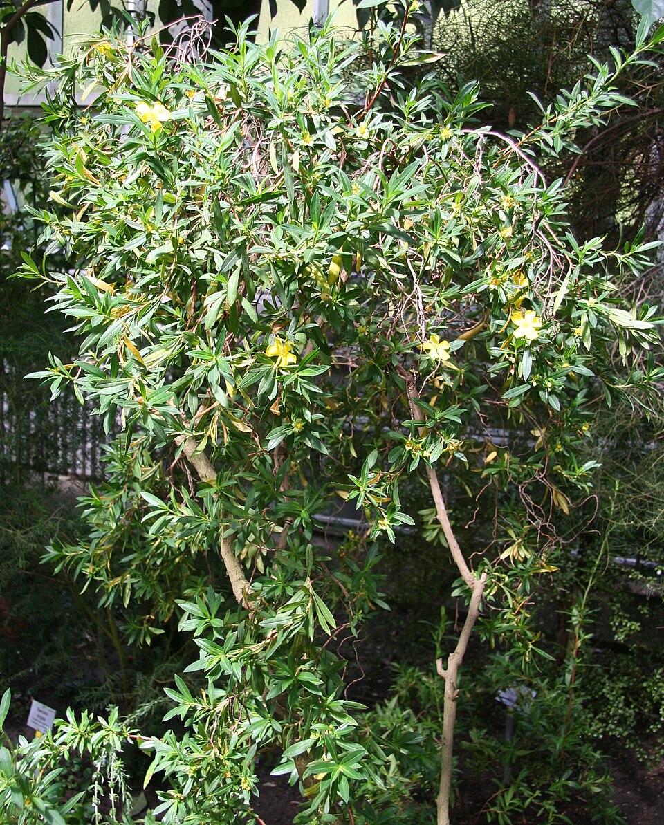 Hibbertia cuneiformis (Cutleaf Hibbertia) (alternate view 10)