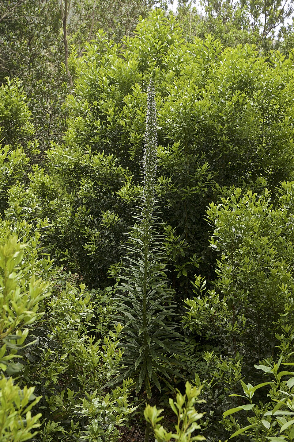 Echium pininana (Giant Viper's-bugloss)
