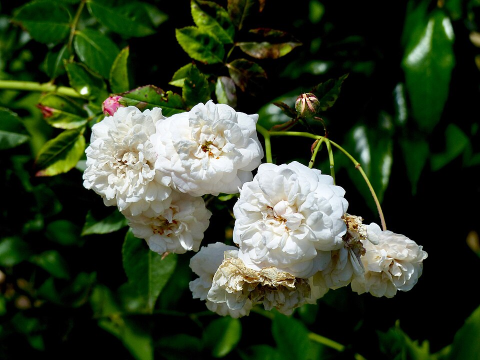 Rosa 'Félicité et Perpétue' (Felicite et Perpetue) (alternate view 2)