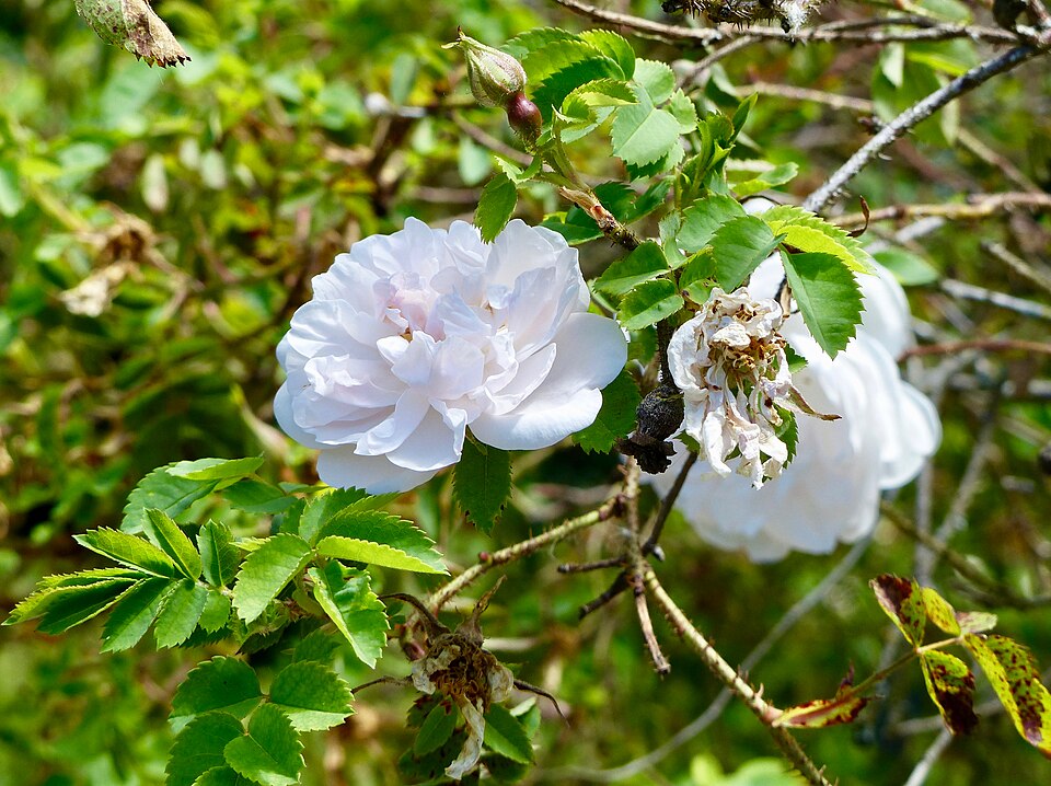 Rosa 'Stanwell Perpetual' (Stanwell Perpetual Rose) (alternate view 3)