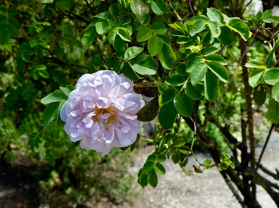 Rosa 'Stanwell Perpetual' (Stanwell Perpetual Rose) (alternate view 4)