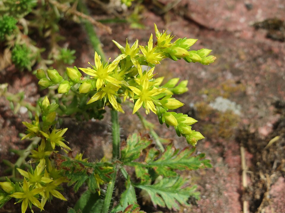 Sedum sexangulare (alternate view 9)