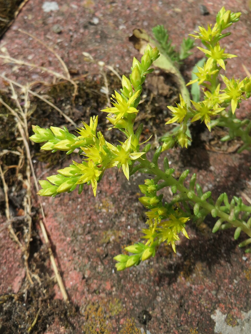 Sedum sexangulare (alternate view 10)