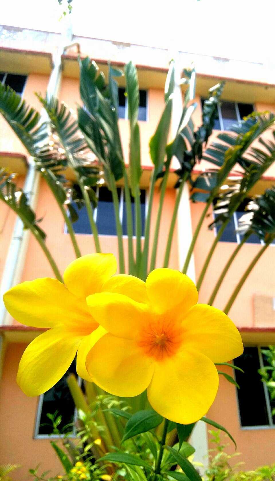 Allamanda (alternate view 5)