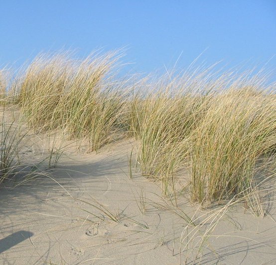 Calamagrostis arenaria (European marram grass)
