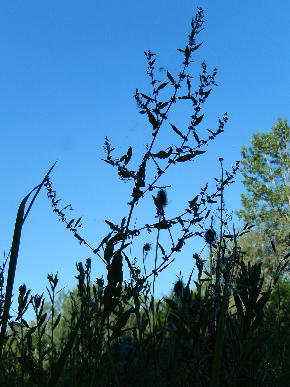 Rumex conglomeratus (Clustered Dock)
