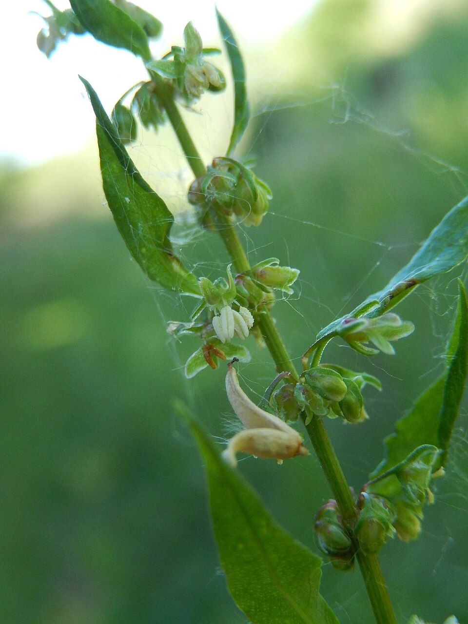 Rumex conglomeratus (Clustered Dock)