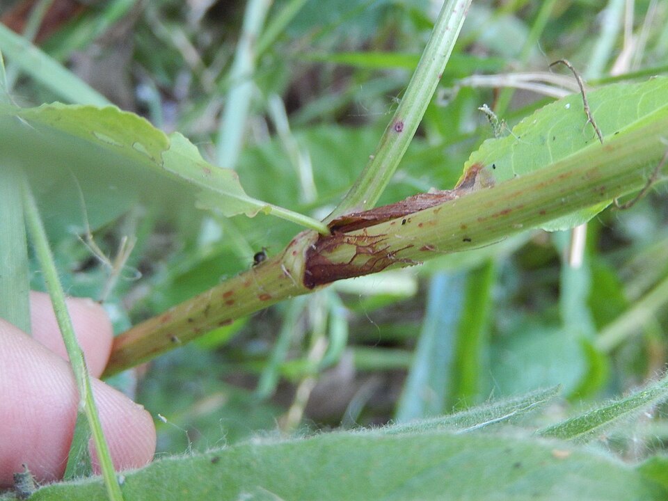 Rumex conglomeratus (Clustered Dock)