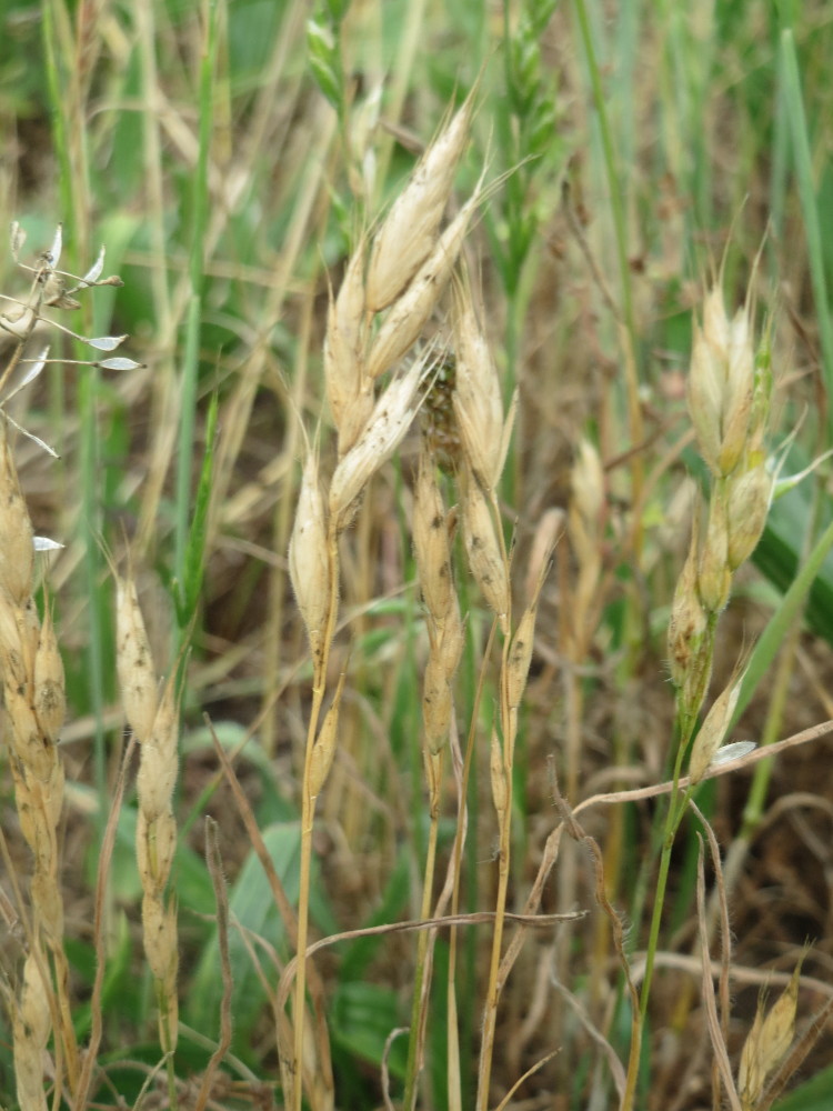 Bromus hordeaceus (common soft brome)