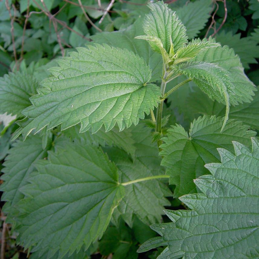 Urtica dioica (stinging nettle) (alternate view 8)