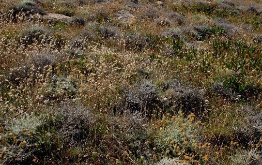 Cistus (Shrubby Rock-roses)