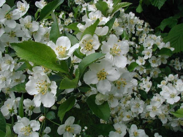 Malus sargentii (Sargent Crabapple Tree) (alternate view 10)