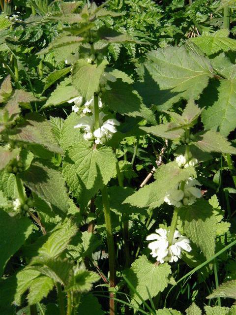 Lamium album (White deadnettle)