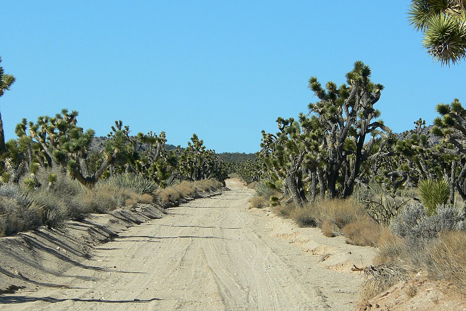 Yucca brevifolia (Western Joshua Tree) (alternate view 2)