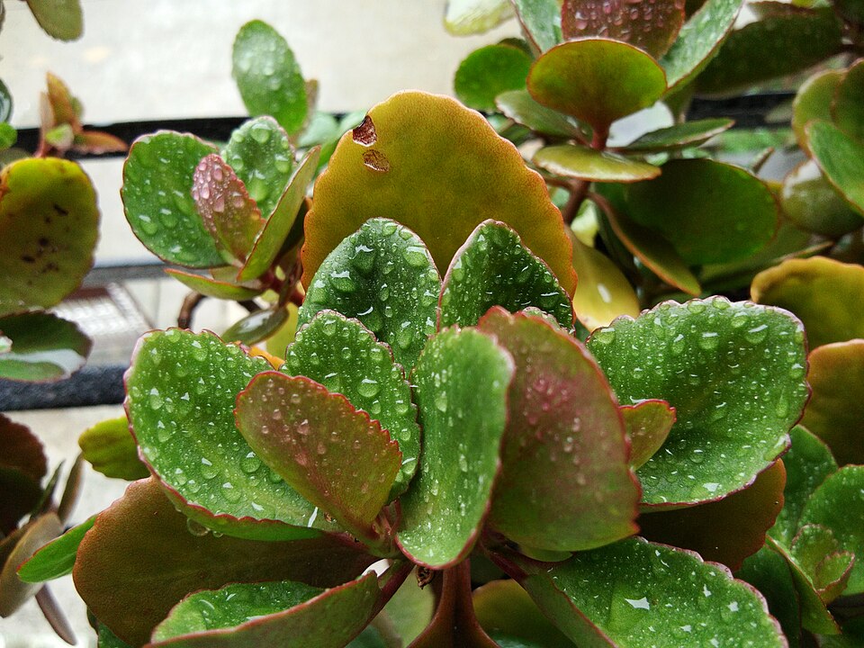 Kalanchoe (Kalanchoes) (alternate view 4)