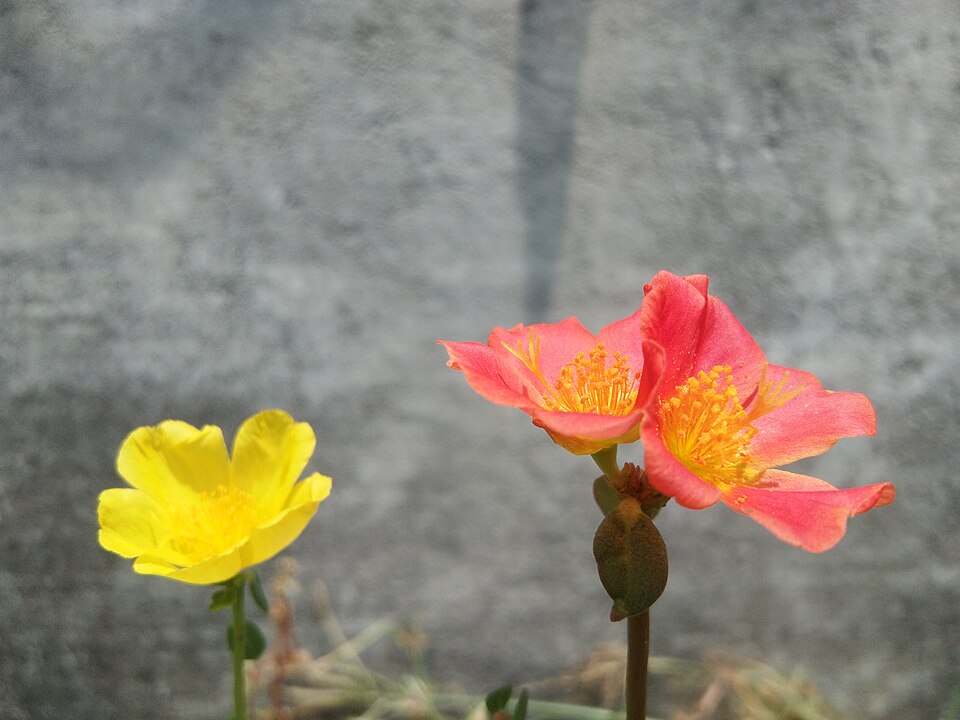Portulaca (purslanes) (alternate view 8)