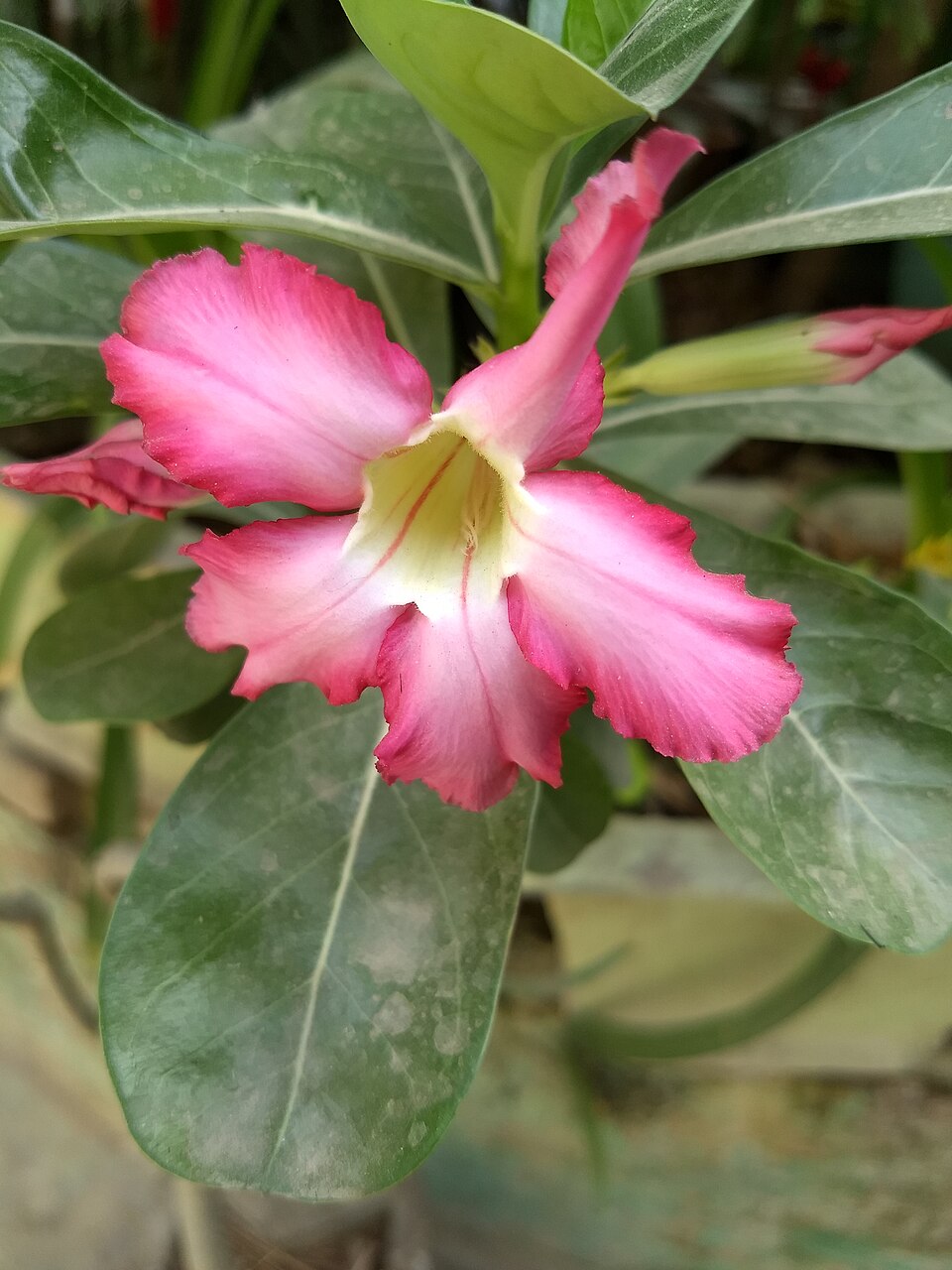 Adenium (alternate view 4)