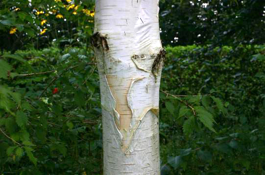 Betula utilis ssp. jacquemontii (Himalayan white birch) (alternate view 10)