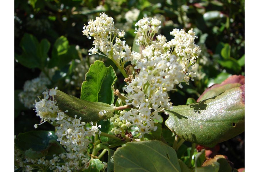 Ceanothus velutinus (Snowbrush) (alternate view 6)