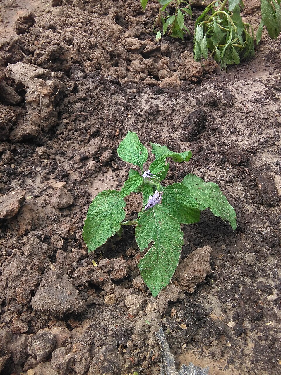 Heliotropium indicum (Indian Heliotrope) (alternate view 11)