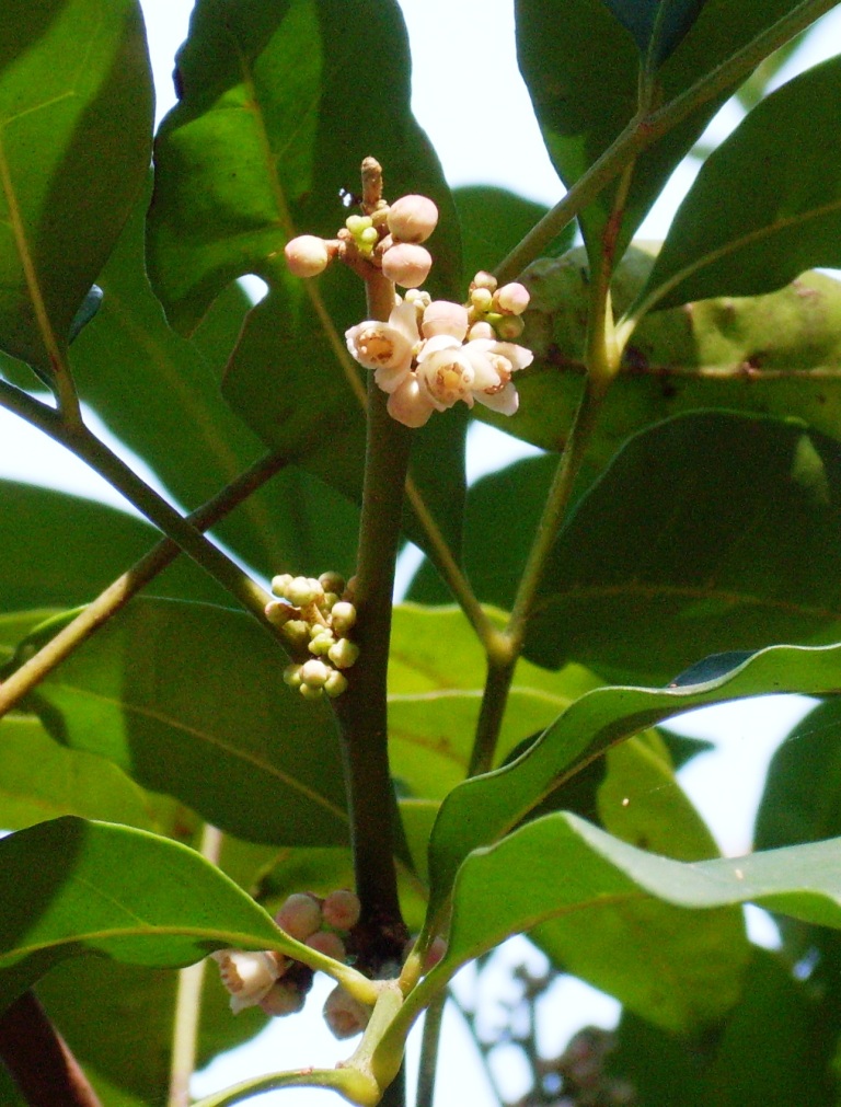 Synoum glandulosum (scentless rosewood) (alternate view 6)