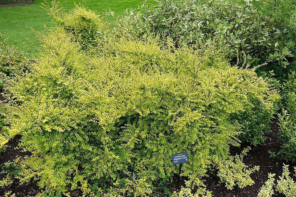 Lonicera ligustrina var. yunnanensis (box honeysuckle) (alternate view 11)