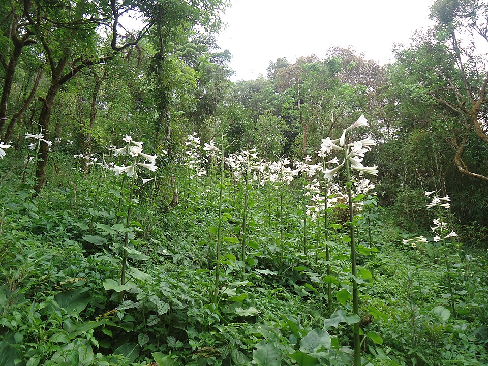 Cardiocrinum giganteum (giant Himalayan lily) (alternate view 10)