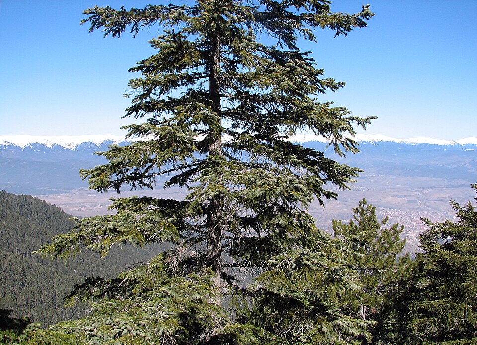 Abies borisii-regis (Bulgarian Fir) (alternate view 4)