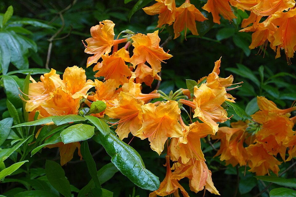 Rhododendron 'Unique' (Unique Rhododendron) (alternate view 2)