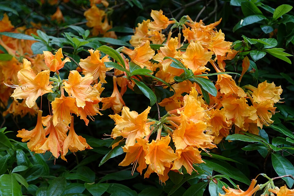 Rhododendron 'Unique' (Unique Rhododendron) (alternate view 3)