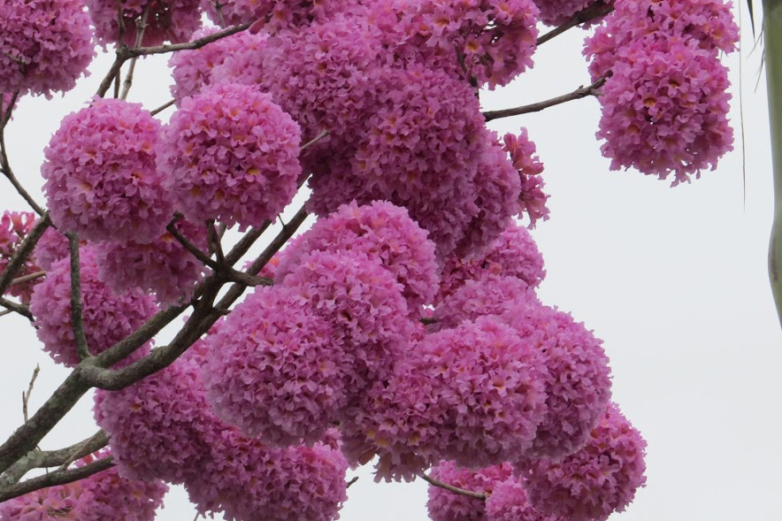 Handroanthus (alternate view 6)