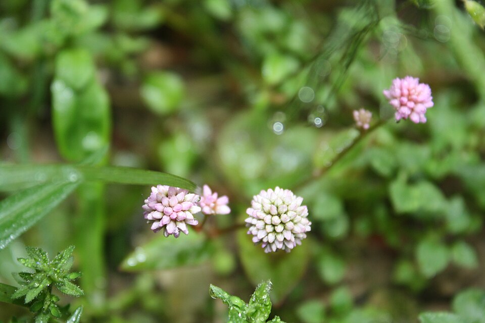 Persicaria (knotweeds, smartweeds, and waterpeppers) (alternate view 2)