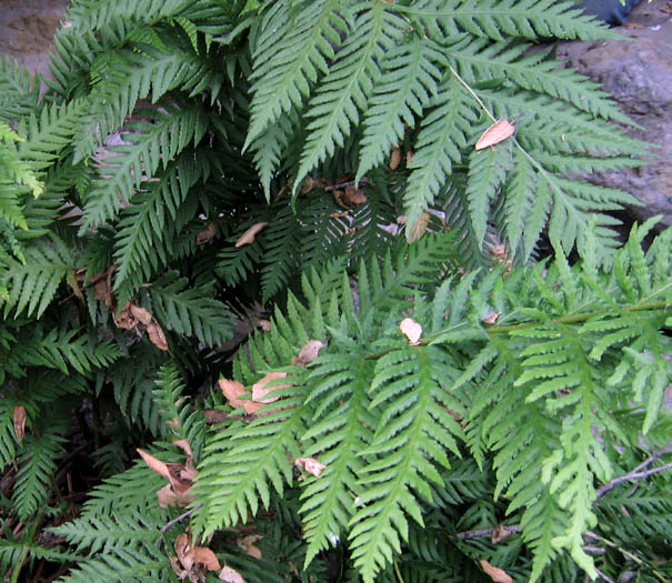 Woodwardia fimbriata (Giant Chain Fern) (alternate view 6)