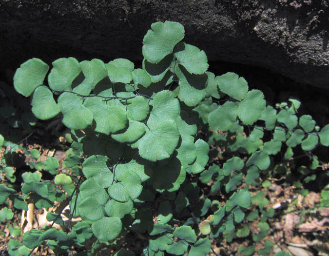 Adiantum jordanii (California Maidenhair Fern) (alternate view 6)