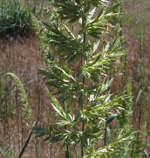 Leymus condensatus (giant wild rye) (alternate view 7)