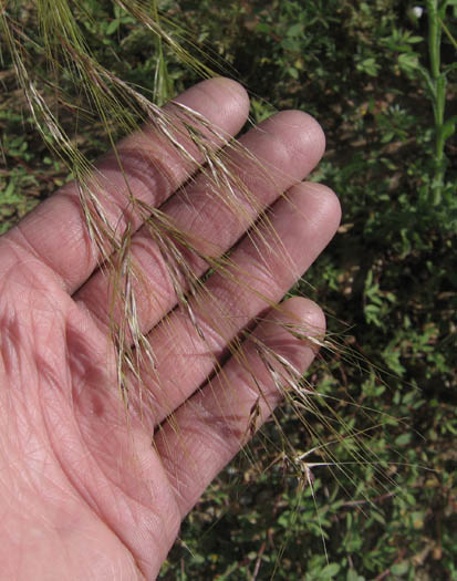 Nassella pulchra (purple needlegrass)