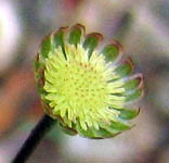 Cotula australis (Common Cotula)