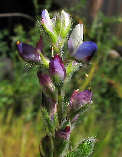 Lupinus concinnus (bajada lupine)
