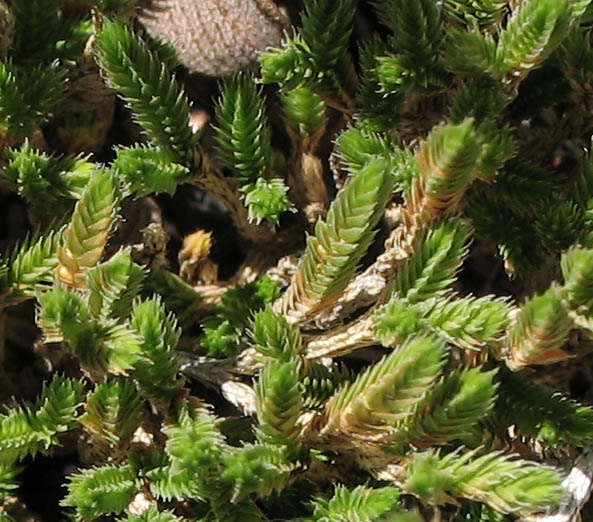 Selaginella bigelovii (Bigelow's Spikemoss)